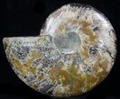 Cut Ammonite Fossil (Half) - Agatized #37141-1
